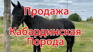 Мерен Иноходец| Кабардинская порода| Продажа