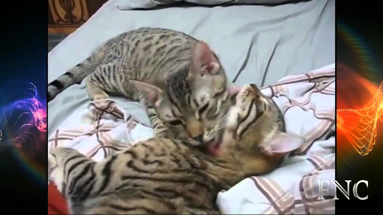 Cat Mating Success Funny Animal Mating HD YouTube