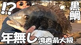 シリヤケイカを釣って塩辛を作る 捌き方解説 コウイカに似て非なる東京湾名物のシリヤケイカ 刺身盛り合わせ バター焼き 東扇島西公園産 Youtube