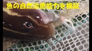 魚には回復（治癒、復元、自治）能力がある。実地検証。口に刺さった針を抜くゴンズイ。口元に針が刺さったゴンズイを水槽へ入れて、本当に針が抜けるのか？何日ほど費やすのかをテストしてみました。