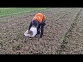 FARMER'S HACK: FASTER CORN GROWTH STARTS WITH THIS SIMPLE TRICK. - Agriculture Gardening