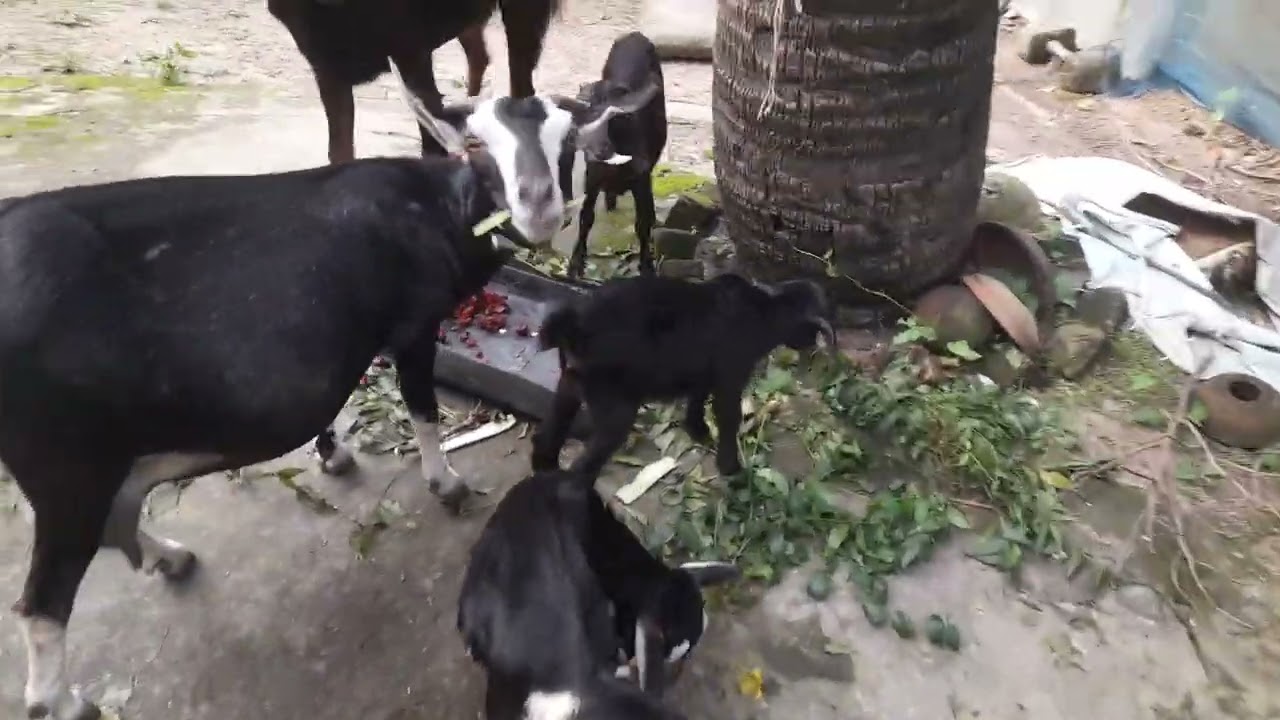 Goats for Sale (6 Kids and 2 Mother Goats)