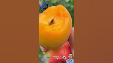 Abrikozenoogst #shorts