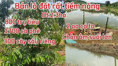 (đã bán)Lô đất quá đẹp quá tiềm năng dt:2.3ha 800 trụ tiêu 300 sầu riêng 1700 cà phê 2 ao cá to