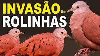 ROLINHA-ROXA: O Segredo por trás da "Invasão" que tomou o Brasil! Guia Completo! canto rolinha-roxa