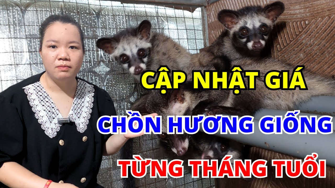 Công Khái Giá Chồn Hương Giống Từng Tháng Tuổi Mới Nhất 2024 - 2025 Tại Trại Chồn Sinh Sản Hà Nội