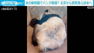 米動物園の“衰弱”パンダ　北京の飼育員が現地へ(2023年3月9日)