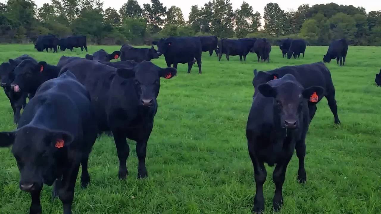 Black angus herd at Hilltop Acres Farm, Fonda New York