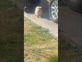 Sad, Scared, and Hungry — This Stray Dog Stared Right at Me 🥺 #shorts #straydogs