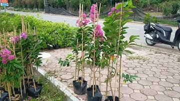 Bán cây bằng lăng giống hoa tím và hồng cao 1.2m 0977973535