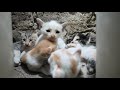 5 baby cute cats - Kittens too much cuteness - Funny Cats and Kittens - 子猫 保護