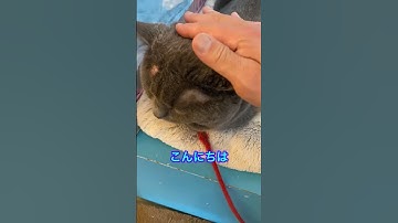 おじさんと猫 ナッパ芸人ぴっかり高木 #shorts #猫 #ねこ #ネコ #猫動画 #猫のいる暮らし #猫のいる生活 #ナッパ #ぴっかり高木