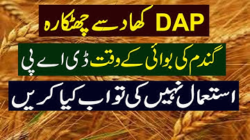 Alternative of DAP Fertilizer in Wheat Crop | Best Fertilizer for Wheat | Kissan Pakistan