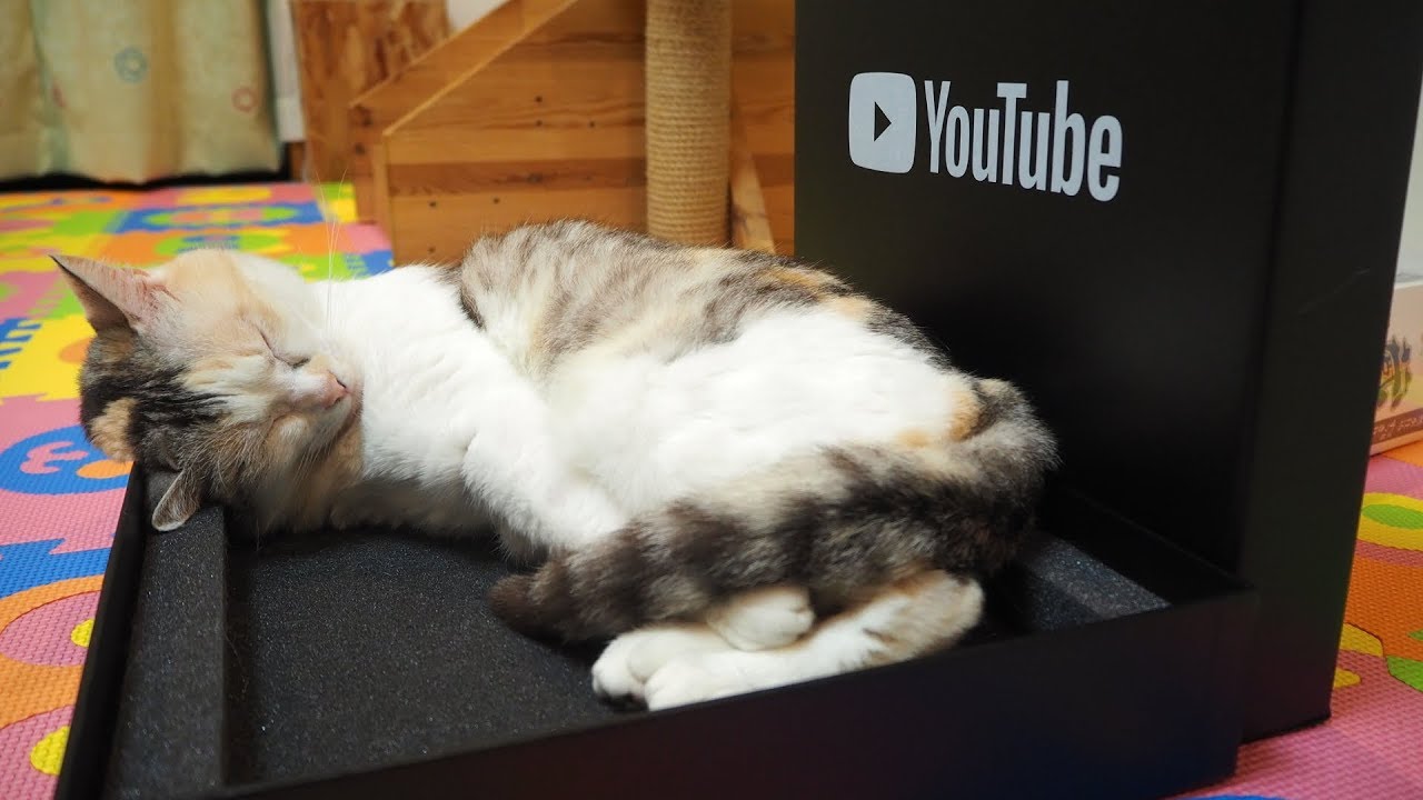 可愛い画像 Cat that pursues the best sleeping posture in the YouTube bed