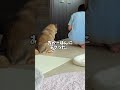 柴犬驚愕？飼い主夫婦の裏切り