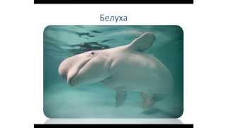Морские обитатели Морские обитатели