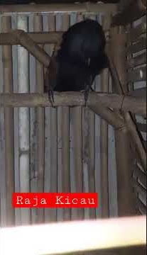 Burung But but Horror bunyi di malam Hari 😱😱😱😱