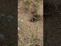 Safari Ants 