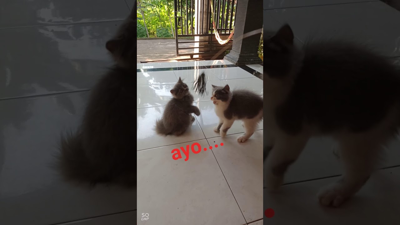 #KUCINGKU #TINGKAH LUCU KUCING KUCINGKU 