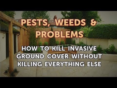 Invasive Ground Cover Without Killing Everything Else You Invasive Ground Cover, How To Get Rid Of Ground Cover Without Killing Other Plants