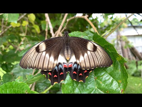 Orchard Swallowtail Butterfly (Female) Flying Slo-mo - YouTube