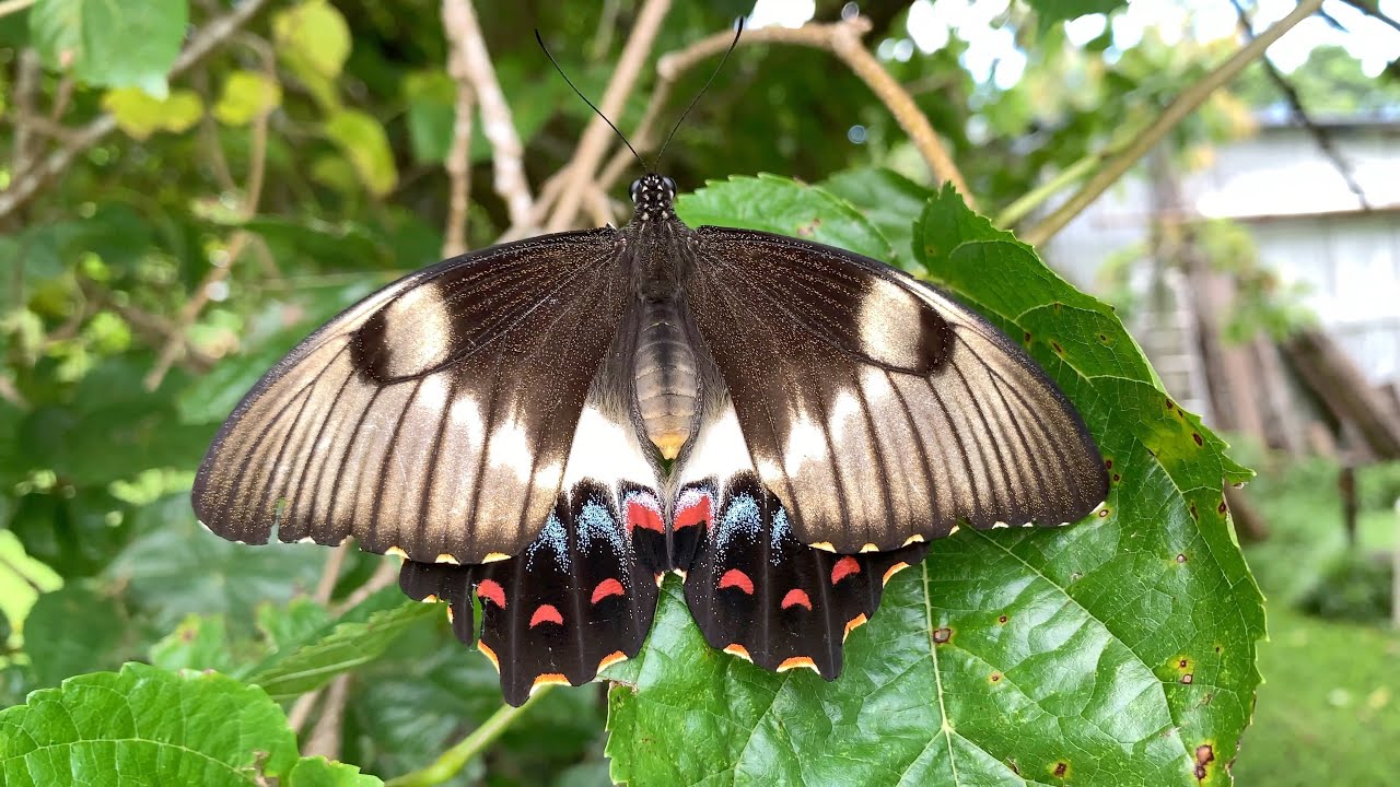 Blacker – Feeding Like Butterflies