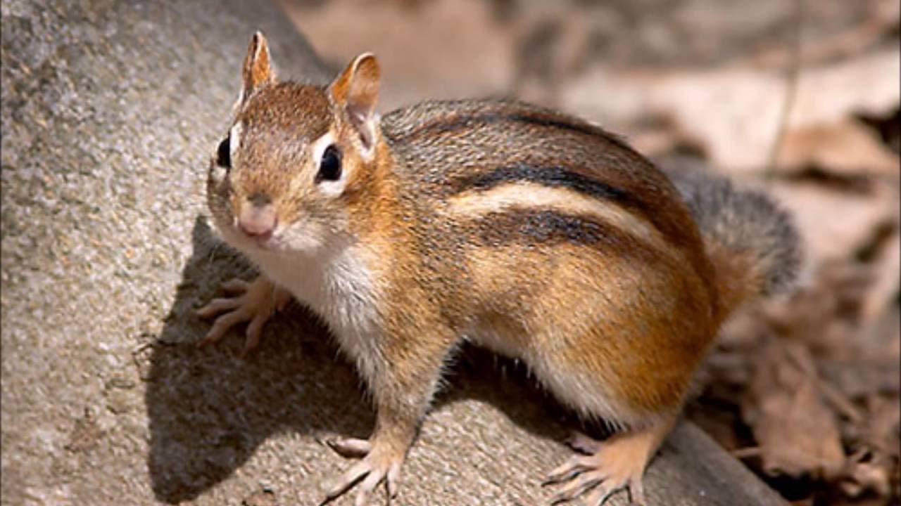 Chipmunk Twitch