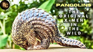 Pangolin | The Original X-Men In The Wild