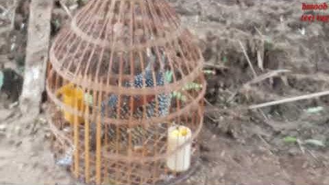 Suab noog qeb qag qag quaj zoo.