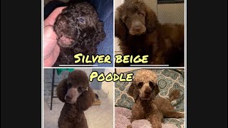 Silver Beige Poodle Coat change birth to 2 yrs