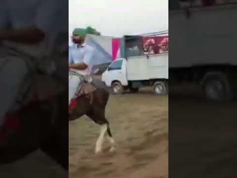 Talwandi sabo Horse mela  ||Horse show