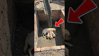 Father Golden Retriever Prevents a Disaster — and Saves His Family #dog #rescue #wildlife