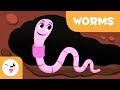 Worms  invertebrate animals for kids  natural science for kids