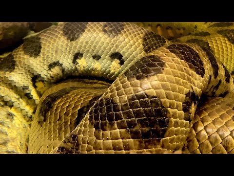Videó: A világ legnagyobb kígyója. Anakonda