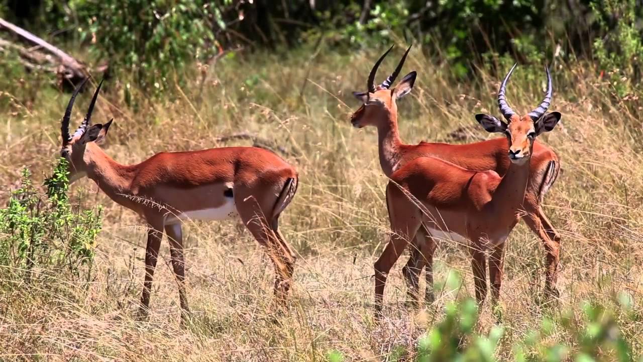 Wild Africa The Circle Of Life Regia Di Luca Bracali Riprese Danilo 
