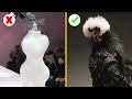 Cute Chickens Conquer The Fashion World