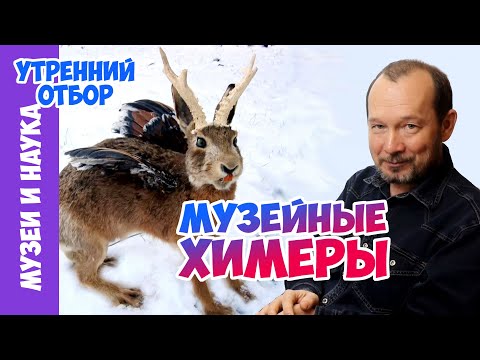 Музейные химеры, две с половиной бескрылых гагарки и реликвии египетской пирамиды. Игорь Фадеев.