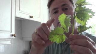 How to freeze nettle leaves