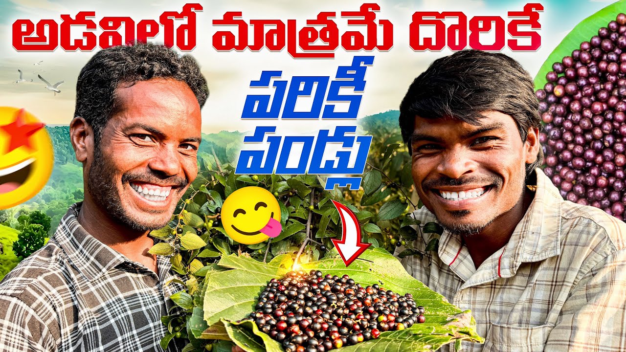 Pariki Pallu | పరిం పళ్లు | శీతాకాలంలో మాత్రమే దొరికే పుల్లని తియ్యని పళ్లు | Forest Cooking Channel