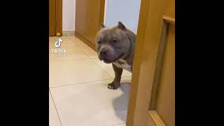 Omg he's gorgeous 😍| Pitbull Dogs #shorts