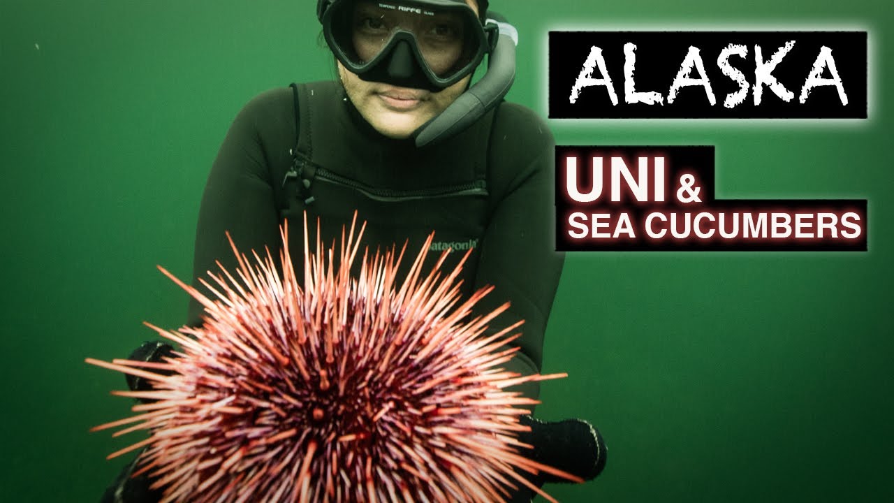 Diving for Sea Urchins and Sea Cucumbers in Alaska Kimi Werner Uni