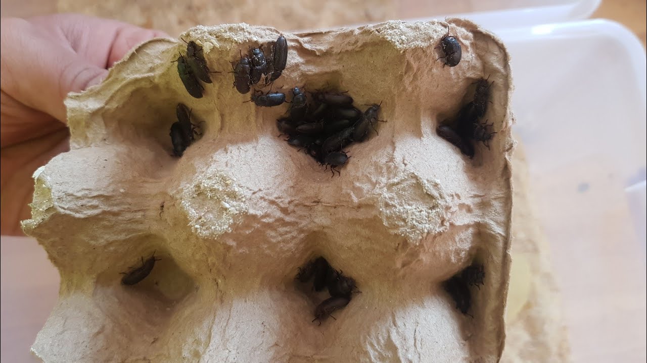 Cücə və toyuqlar üçün təbii protein - UN QURDU.