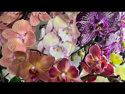 Обзор поставки цветущих орхидей 🌸 19.01.2024г.