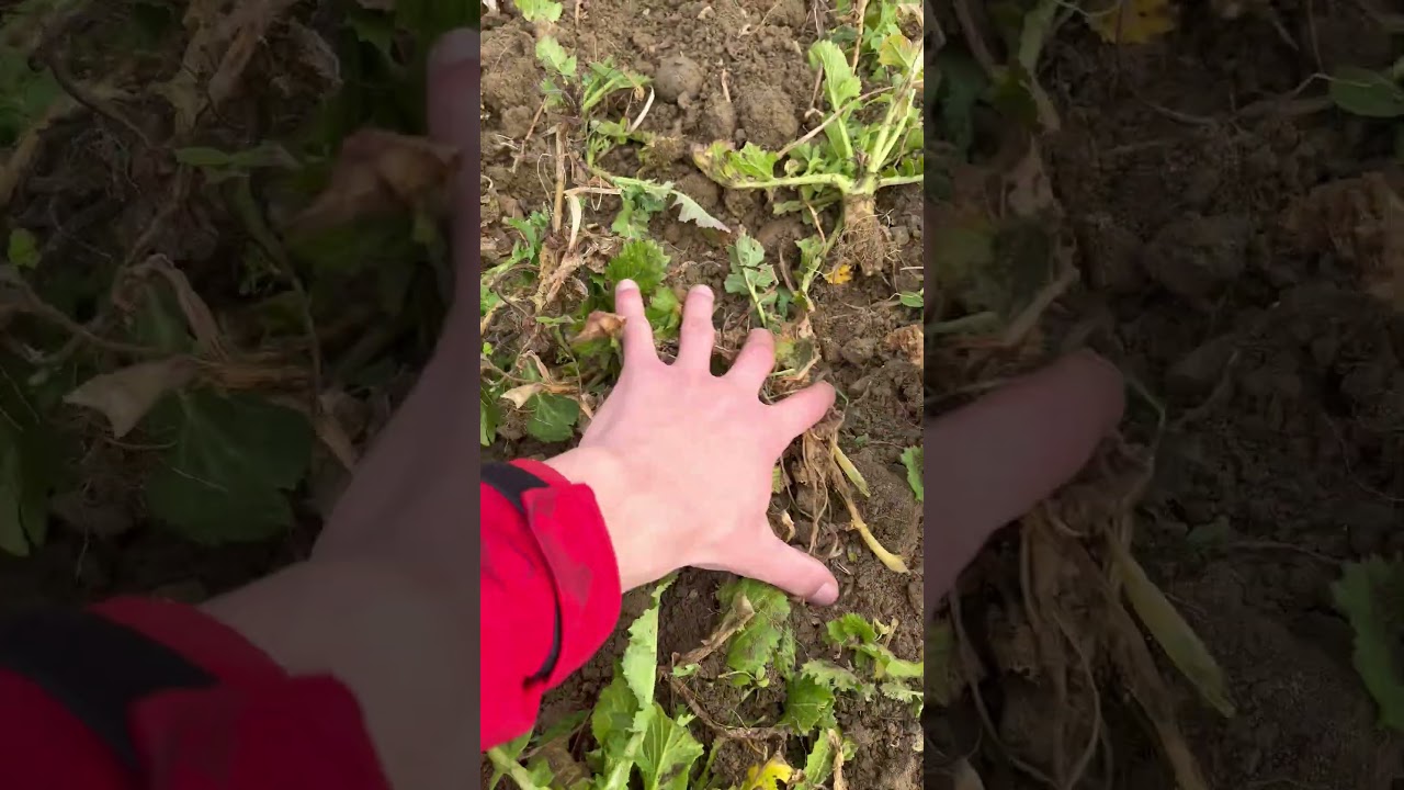 THOR Universalgrubber im Einsatz | Schnell & effizient