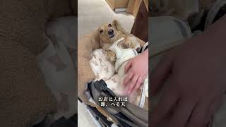 退職して2日目、インドア犬を6時間連れ出した結果 #shorts