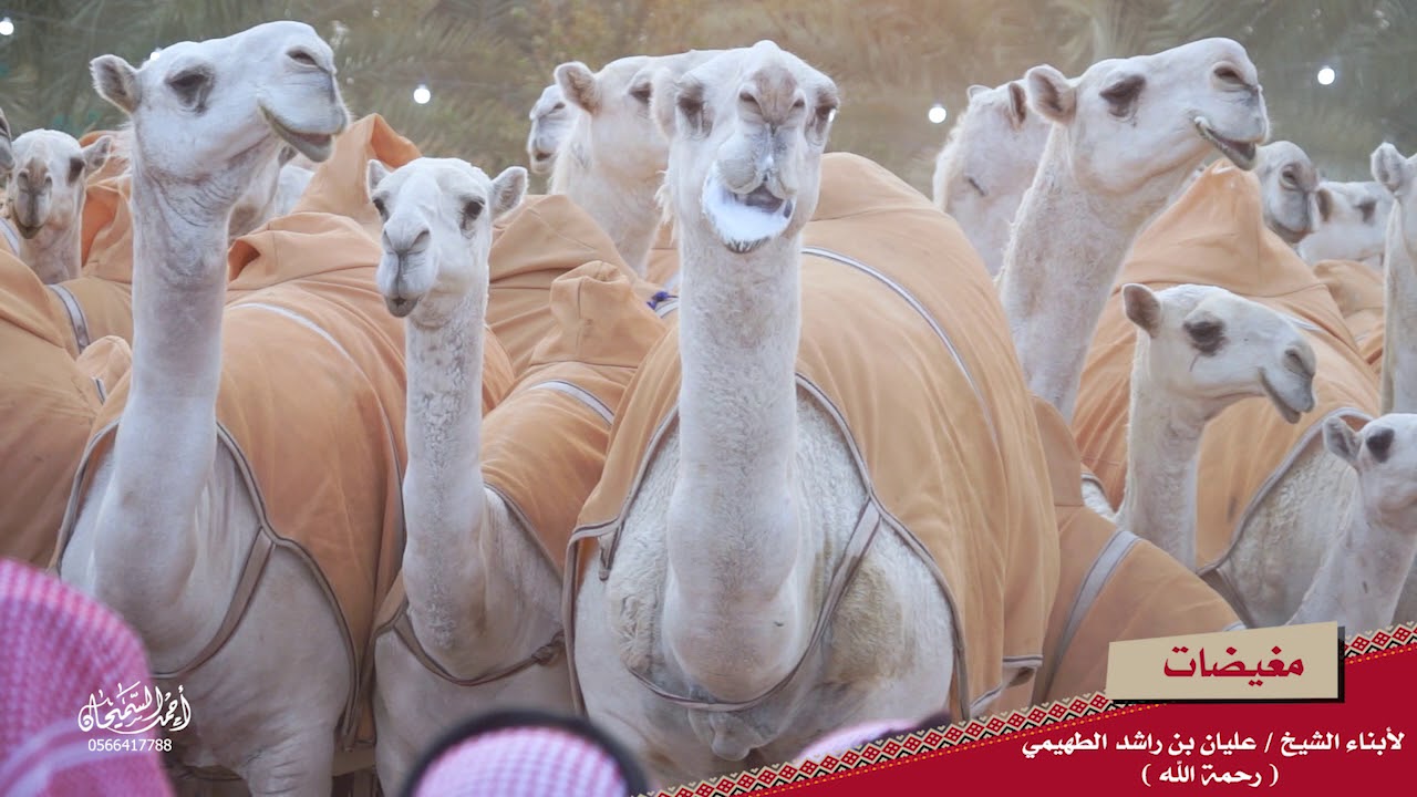 مغيضات - لأبناء الشيخ عليان الطهيمي