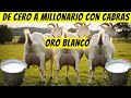 Cuántas CABRAS LECHERAS Debes Criar al Año para Ser MILLONARIO en 2 Años RIQUEZA ASEGURADA