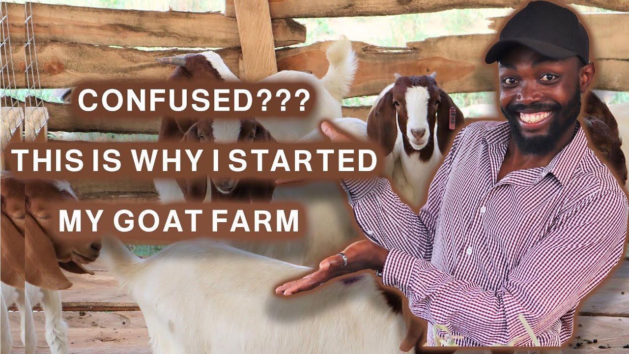 WHAT YOU NEED TO KNOW AS A BEGINNER GOAT FARMER IN AFRICA