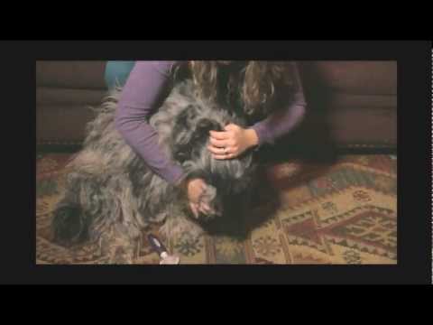 Caring for Your Bergamasco's Coat