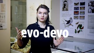 : evo-devo:   .  .